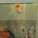 Goldfish