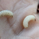 Lotus borer caterpillar