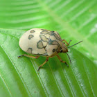 Shield back bug