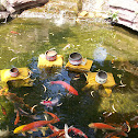 Koi
