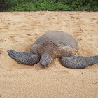 Green Sea Turtle