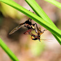Robber Fly