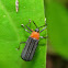 Hispinae beetle