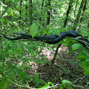 Black Rat Snake