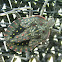 Bark Stink Bug Nymph