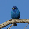 Indigo Bunting