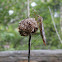 Crane fly / Mosquito Eater