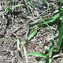 Army worm
