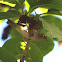 Silvereye