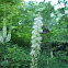 American Bugbane