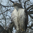 Red Tail Hawk