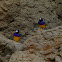 Gouldian Finch