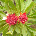 Waratah
