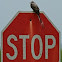 Scissor-tailed Flycatcher