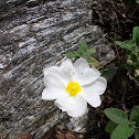 Sage-leaved Rock Rose (άσπρη λαδανιά)