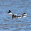 Black-winged Stilts