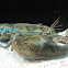 Lobster