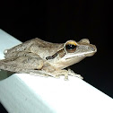 Common Tree Frog