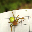 Cucumber Green Spider / Pauk