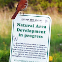 Brown Thrasher