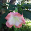Angel`s trumpet