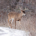 White-tailed Deer