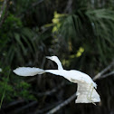 Little Blue Heron (Juvenile)