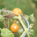 plants