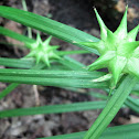 Sedge