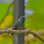 Rufous-tailed Hummingbird