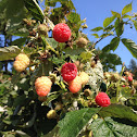 Red raspberry