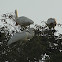 Eurasian Spoonbill