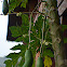 Papaya