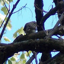 Flycatcher?