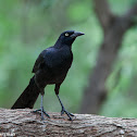 Great-tailed Grackle