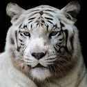 White Tiger