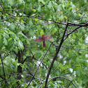 Northern Cardinal
