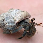 Hermit Crab