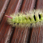 Tussock