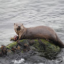 Otter