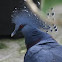 Blue Crowned Pigeon