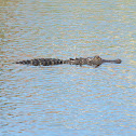 American Alligator
