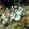 Harlequin Shrimp
