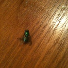 Fly