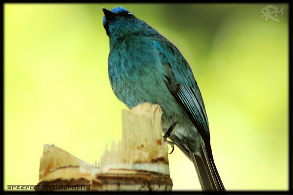 Spotting Image 1