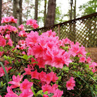 Rhododendron