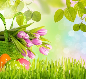 How to download Tulip spring flower wallpaper 1.1 apk for bluestacks