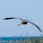 Purple Heron; Garza Imperial