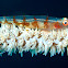 Whip coral goby