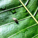 cucumber beetle